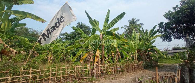 Tanah Dekat Hutan Jati Raya Sindang Asih, Pas Buat Hunian 1