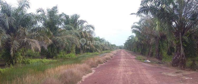 Dijual Kebun Kelapa Sawit Tenggarong Kutai Kartanegara Kaltim 1