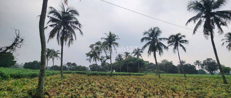 Tanah di Rumah kebun  parung hijau kemang bogor murah cocok villa 1