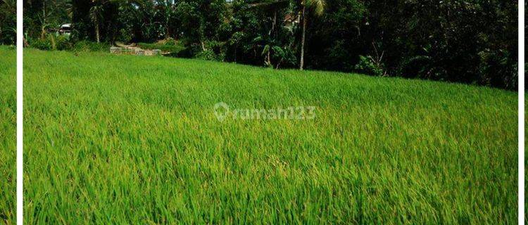 Invest Tanah Kebun bu Jual Murah Lt 5932 M2, Cianjur Jawa Barat 1