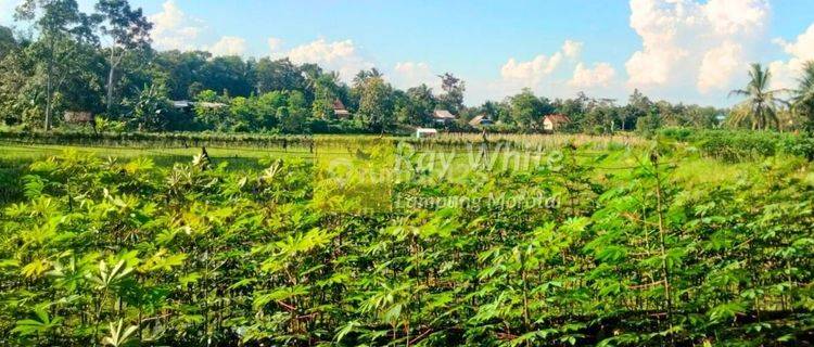 Tanah di Gedong Tataan Pesawaran Lampung 1