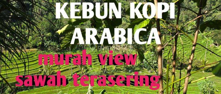 Dijual Kebun Kopi Murah Dengan View Sawah Di Tabanan Bali 1