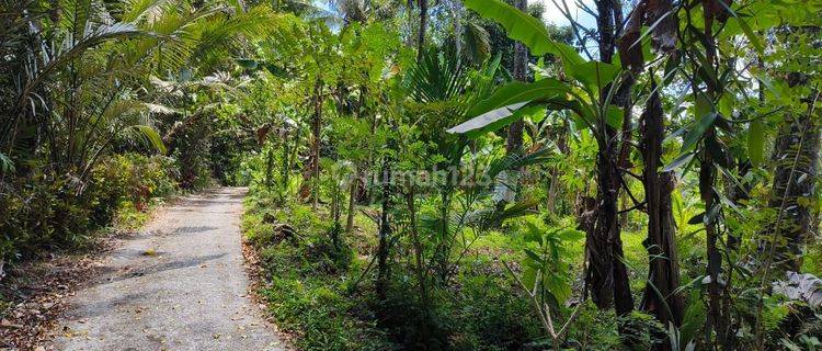 Tanah kebun manggis  murah cocok untuk investasi di tabanan bali 1