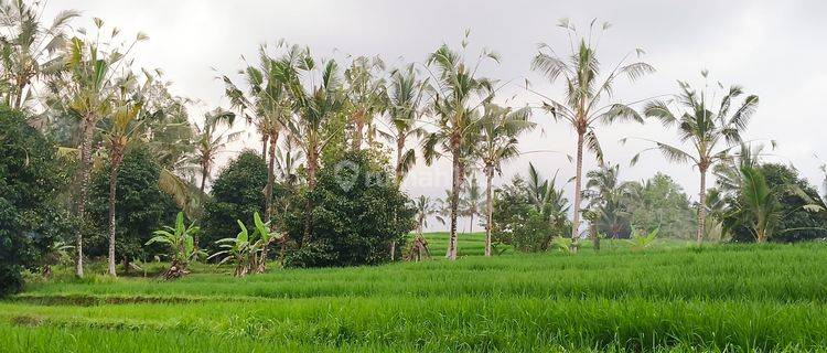 Garden land and rice fields can be used to build a villa in Bali 1