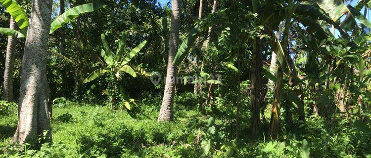 Tanah murah datar view sawah di tabanan bali 1