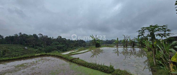 DIJUAL TANAH VIEW SAWAH TERASERING DI PENEBEL TABANAN BALI 1