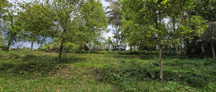 Dijual Tanah Kebun Murah Los Sungai Di Tabanan Bali 1