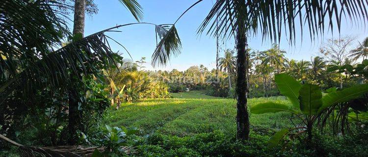 Tanah Kebun Durian Manggis Murah Di Tabanan Bali 1