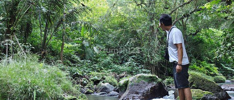 DIJUAL TANAH LOS SUNGAI DAN JUNGLE DI BALI 1