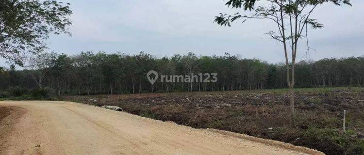 Tanah Kosong 2,3 Hektar di Jl Tugu Nenas Kac. Tambang, Kampar 1