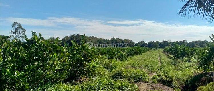 Tanah / Kavling Dekat Jalana Raya Dingkawang Pontianak  1