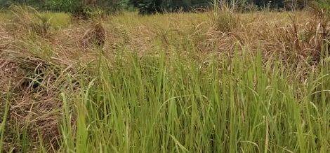 Dijual Kavling Hoek di Suvarna Sutera, Tangerang 1