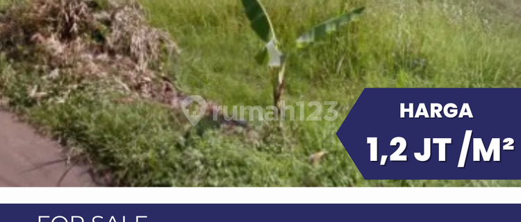 DIJUAL TANAH 1,2 HA SHM JL DAWUNG KEDUNGPANE GUNUNG PATI 1