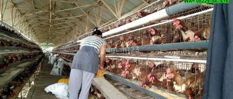 Dijual murah Peternakan Ayam 4,2 hektar di Cianjur, Jawa Barat 1