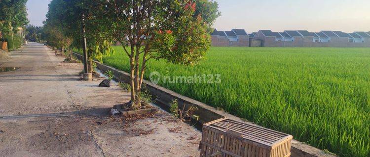 Tanah Sawah Zona Kuning Di Sukoharjo Sukoharjo 1