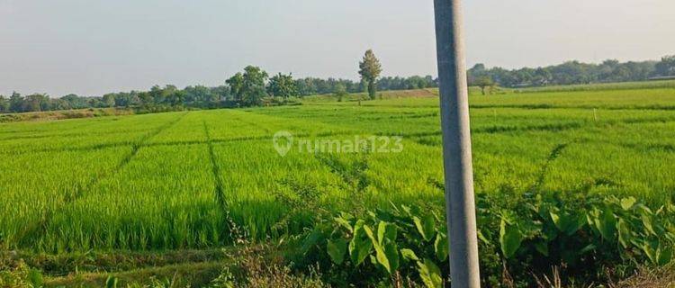 Tanah Sawah Tepi Jl.dusun Jomarto Purwoasri Dekat Pasar Kunjang 1