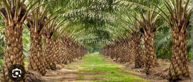 Dijual Cepat Lahan Kebun Sawit Tabalong 1