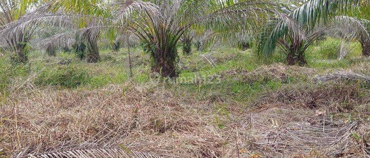 Wts Tanah Kebun Sawit Bagan Batu Riau 1