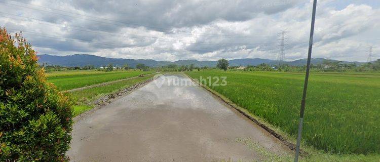 Tanah Sawah SHM Dekat Pemukiman Area Sukorejo Klaten 1