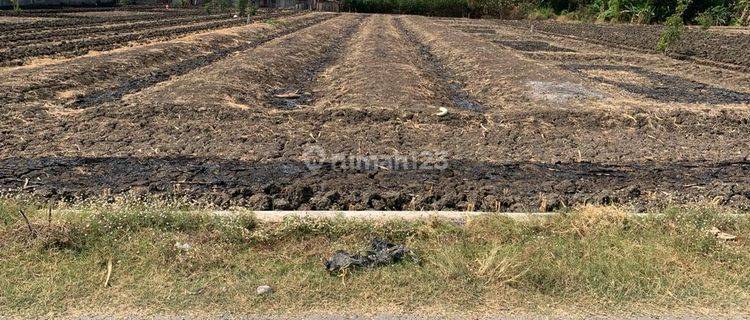  Tanah di Domas Menganti Gresik Dekat Raya  1