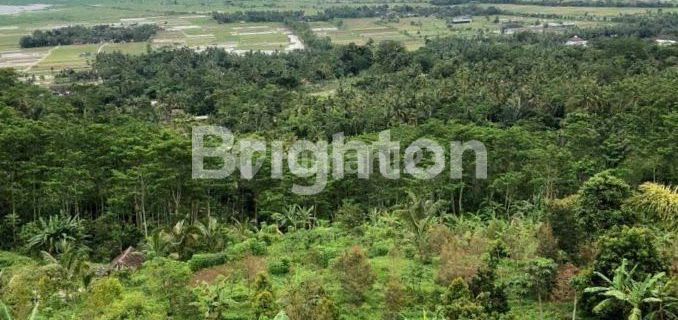 For sale: DURIAN orchard in Banyubiru, Kopeng, Ambarawa. 1
