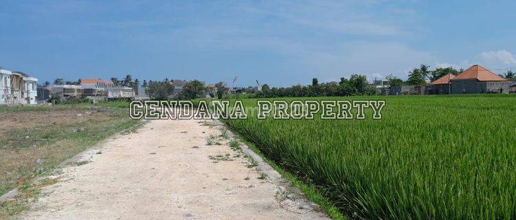 Tanah Luas View Sawah di Daerah Pantai Seseh 1