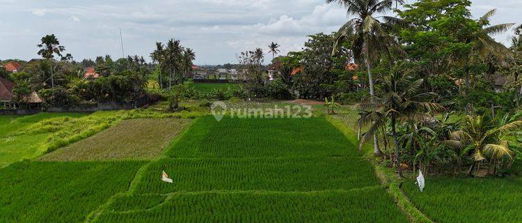 Dijual Tanah Luas 42 Are Lokasi di Kemenuh Gianyar 1