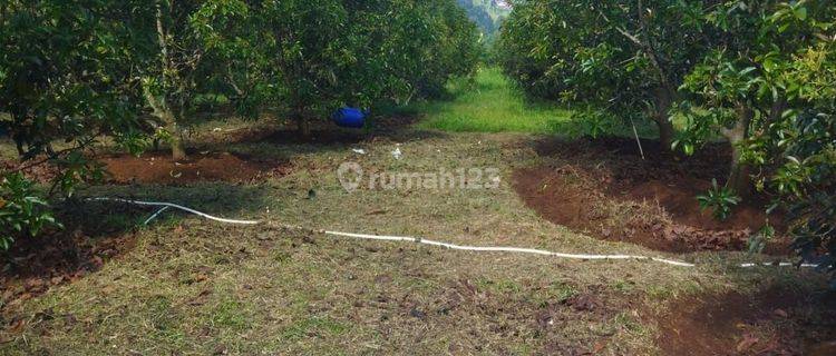 Di Jual Kebun Alpukat Produktip Klapanunggal 1