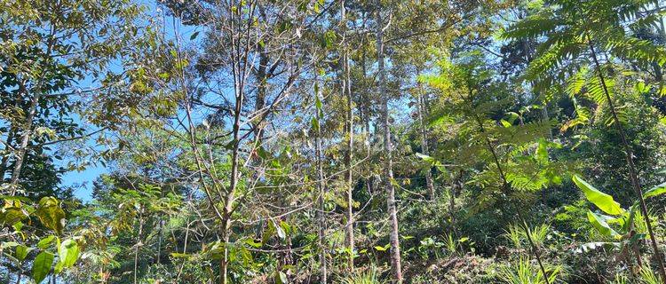 Kebun Durian Siap Panen Kota Wisata Kemuning Karanganyar  1