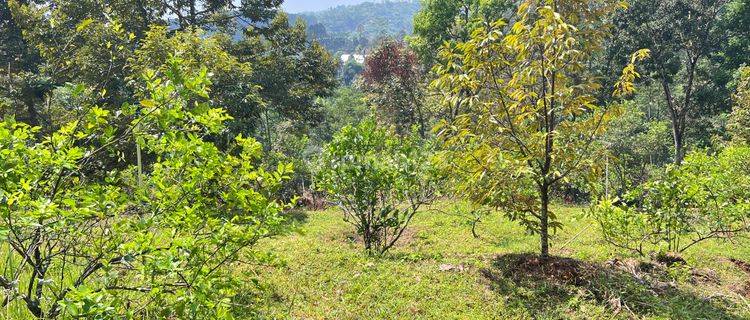 Kebun Durian Siap Buah 5190m2 Kota Wisata Kemuning Karanganyar  1