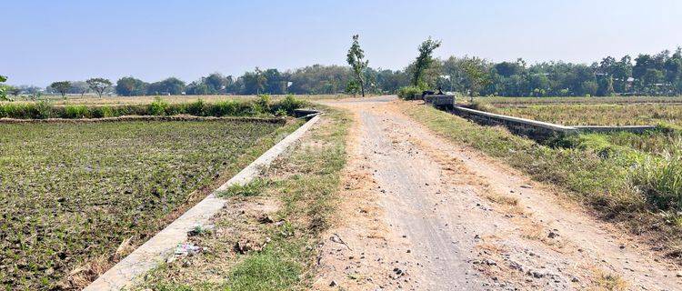 Tanah Subur Bisa Panen 3x Kedawung, Sragen  1