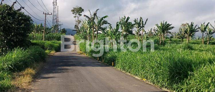 Tanah 300 m dari Greenfields kerjasama dengan Greenfields untuk setor rumput pakan ternak 1