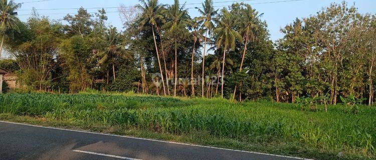 Disewakan Tanah Di Seyegan, Yogyakarta 1