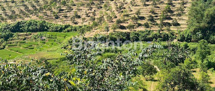 Tanah Kebun Alpukat Hampir Panen 1