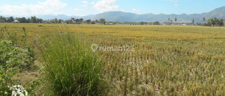 Tanah Sawah Produktif Di Kota Gorontalo 1