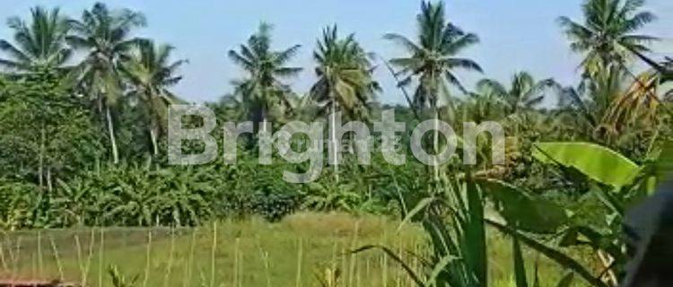 CHEAP LAND WITH RICE FIELD AND MOUNTAIN VIEW 1