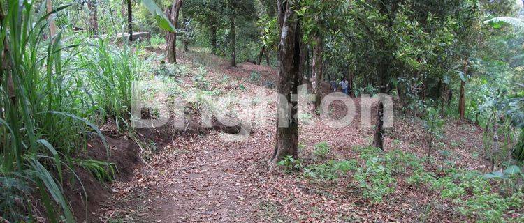 TURUN HARGA.... TANAH KEBUN CENGKEH NAN HIJAU DI TAJUN 1