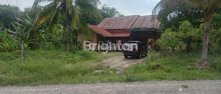 TANAH USAHA K3BUN DAN PETERNAKAN BONUS RUMAH 1