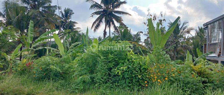 Tanah pejeng ubud 1