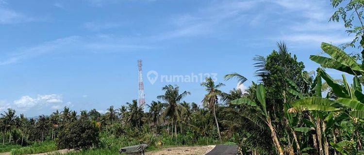 Tanah Kavling View Sawah Dan Dekat Pantai Harga Murah Free Pajak 1