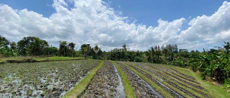 Land For Sale !!  Tanah Kavling Ekslusive Harga Ekonomis View Sawah di Pantai Tanah Lot, Kediri, Tabanan  1