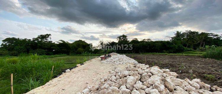 Tanah Kavling Impian View Sawah di Tedung, Abianbase, Gianyar 1