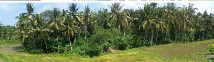 Tanah 20are di Batuan Bali HGB Untuk Hotel villa. Belakang Sungai 1