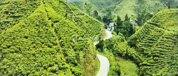 Kavling Perkebunan Teh Karet Cengkeh Ds Mekarjaya Sukabumi 1