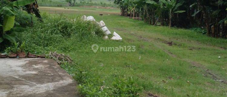 Lahan Sawah Luas Cocok Untuk Usaha Lokasi Strategis di Kresek Tangerang 1