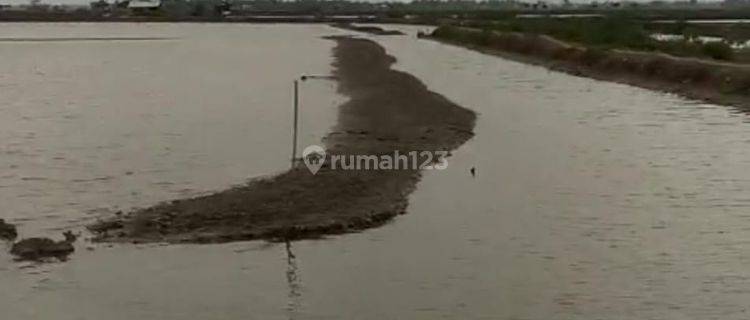 Usaha Tambak Ikan Dan Udang Luas Tanah 3 Ha di Pakisjaya, Karawang, Jawa Barat 1