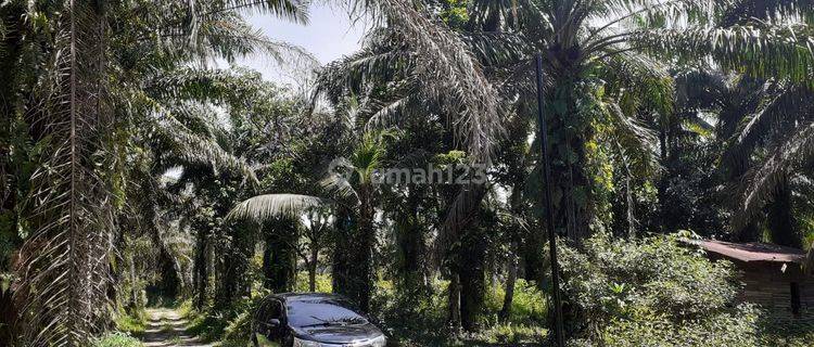 Dijual Tanah Kebun Sawit Jl.maharatu,palas Pekanbaru Riau 1