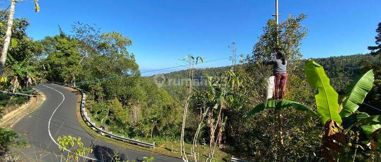 Tanah Kebun Cengkeh munduk Buleleng Bali 1