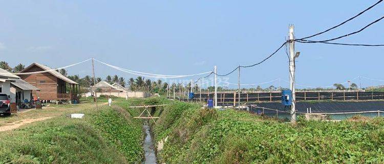 For Sale Tambak Udang Shrimp Farming Murah daerah Wanasalam READY TO FARM 1