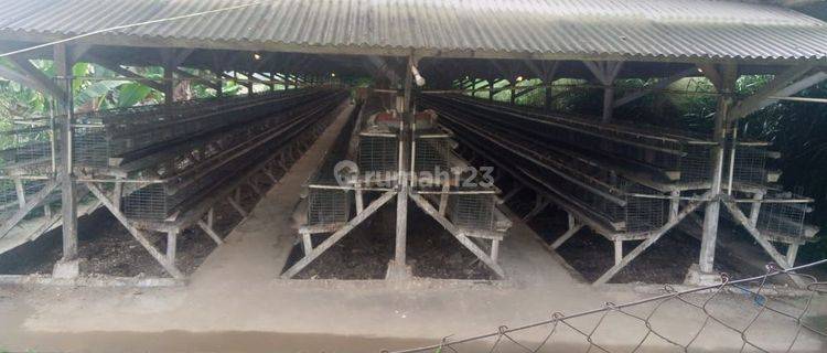 Dijual Peternakan Ayam Petelur Di Desa Nagrak Cibadak Sukabumi 1